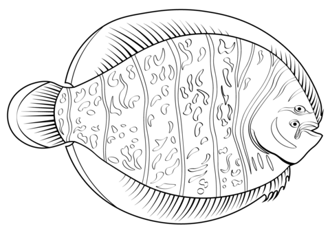 Summer Flounder (Achirus Lineatus) Coloring Page